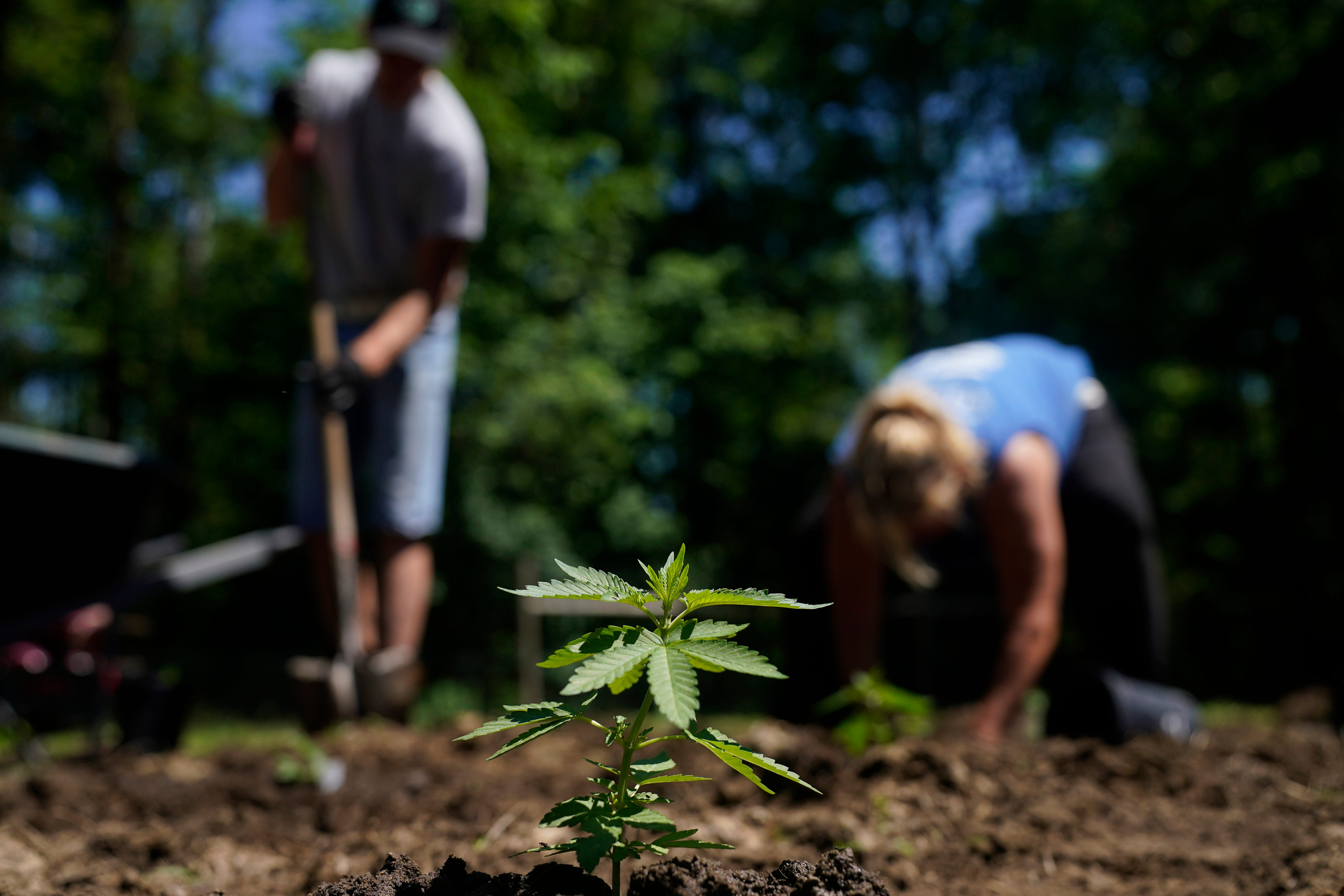 Planting marijuana plants for the adult recreational market in Clifton Park, N.Y., on June 3, 2022.