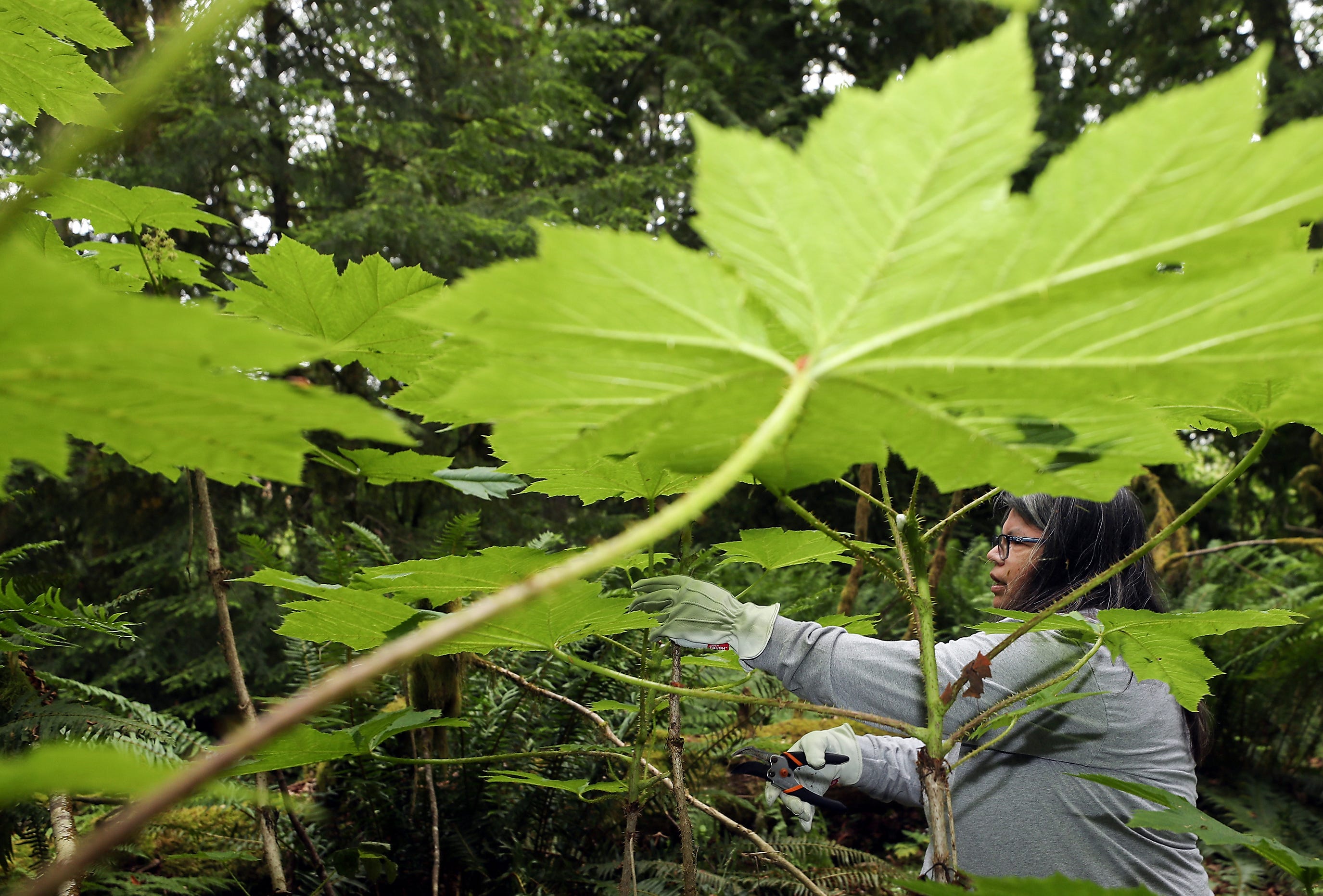 In search of devil's club, long used as medicine by Northwest tribes