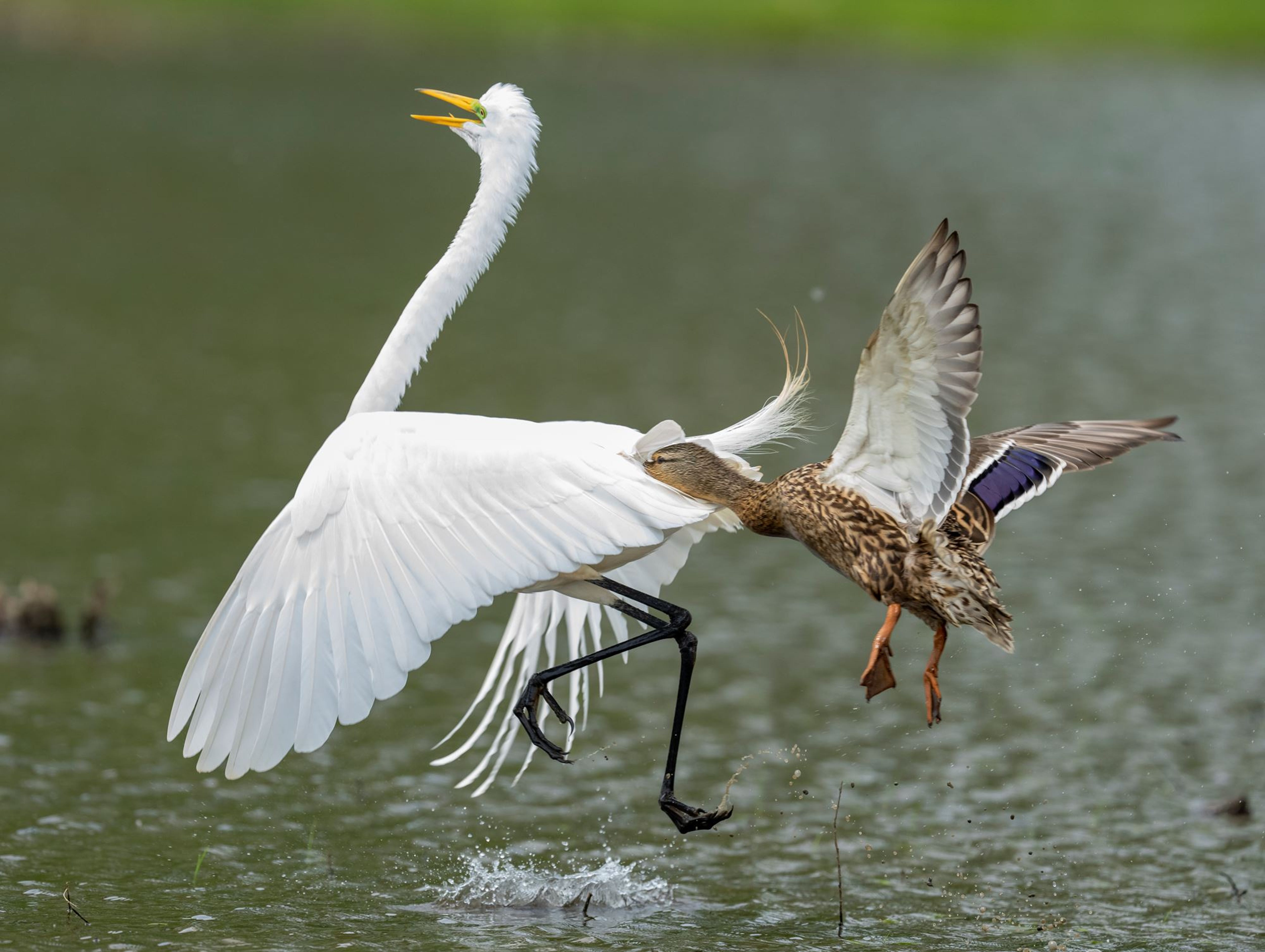 Celebrate Michigan Photo Contest winners draw from state's splendor