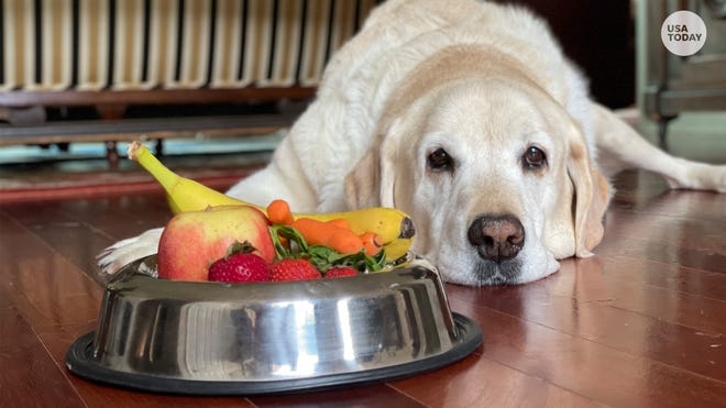 is lunch meat bad for dogs to eat