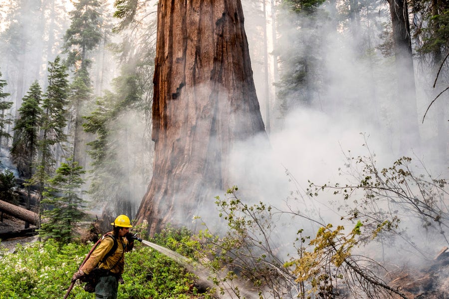 A firefighter protects a sequoia tree as the Washburn Fire burns in Mariposa Grove of Giant Sequoias in Yosemite National Park, Calif., on Friday, July 8, 2022. 