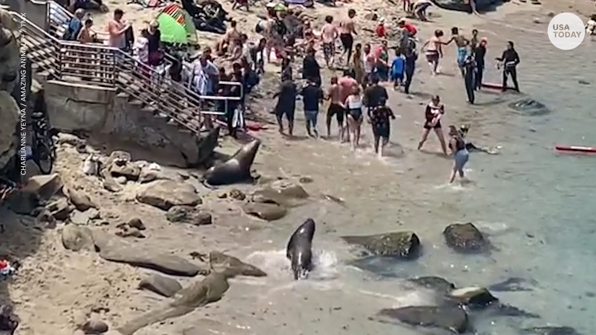 Sea lions in viral video were sparring for mates, not chasing