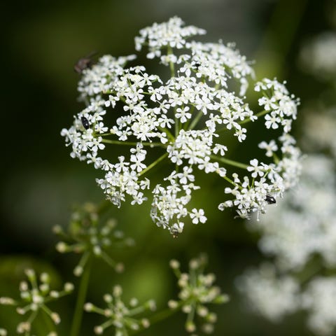 Hemlock grows in a field beside a road on June 30,