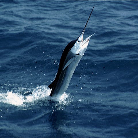 Sailfishes are among the fastest swimmers in the w