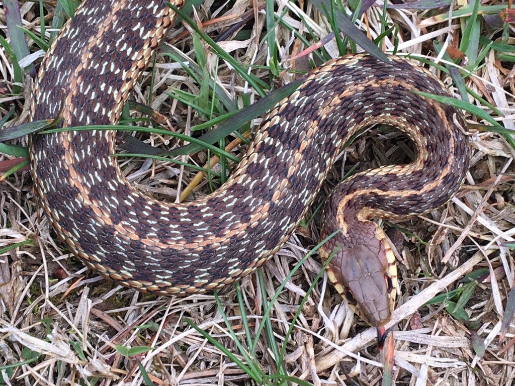 Snakes Massachusetts Non-venomous Common