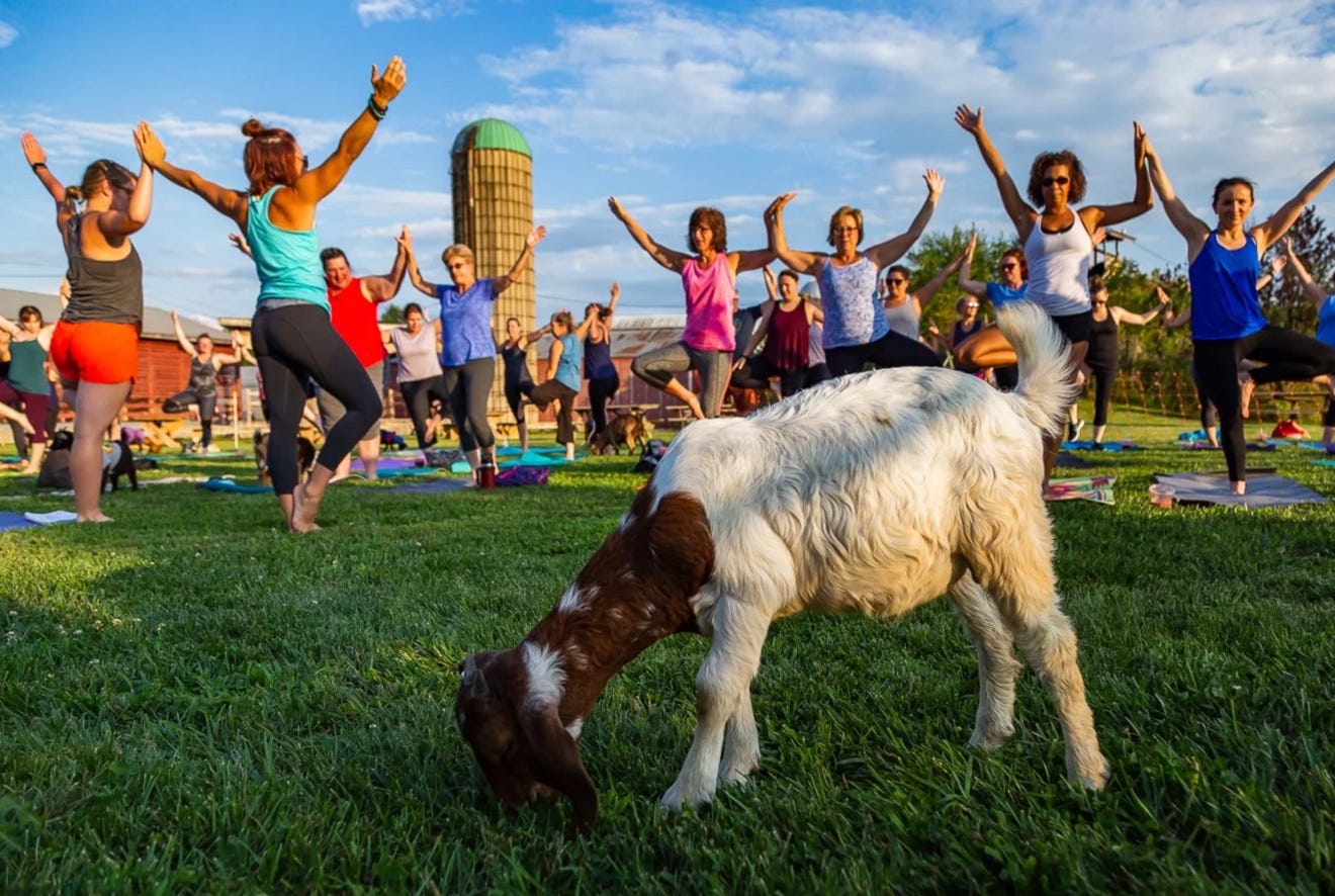 Pocono Canna Fest brings cannabis education and entertainment together