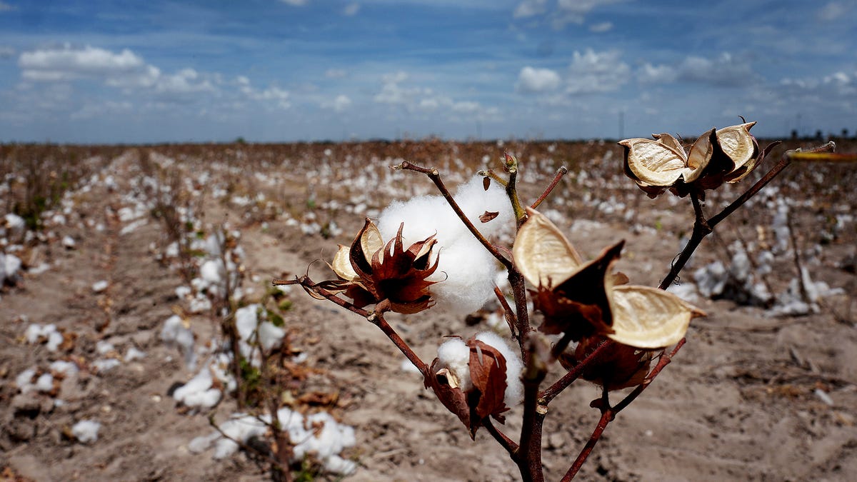 A cotton field is harvested in Mission, Texas, on Wednesday, July 27, 2022. Farmers fear of damage to other crops as drought and lack of water concerns continue in the Rio Grande Valley. Cotton is one of the main crops grown in the area.