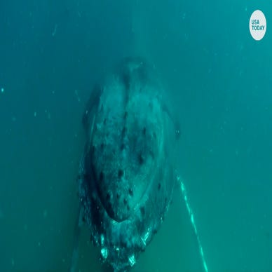 Glass octopus caught on camera in Pacific Ocean