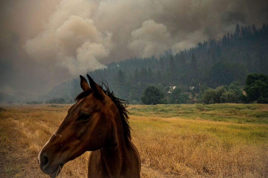 A horse grazes in a pasture as the McKinney Fire burns in Klamath National Forest, Calif., Saturday, July 30, 2022. (AP Photo/Noah Berger)