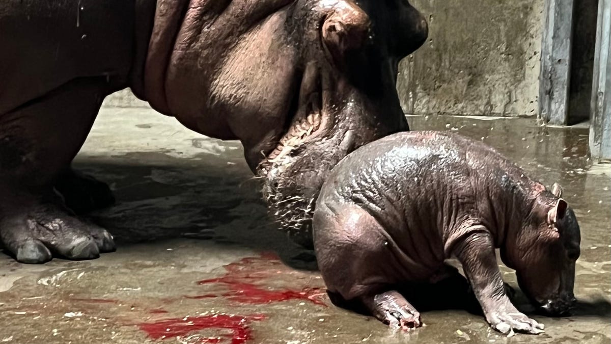 Cincinnati Zoo & Botanical Garden's 23-year-old hippo Bibi gave birth to a healthy, full-term hippo baby Wednesday night around 10 p.m.