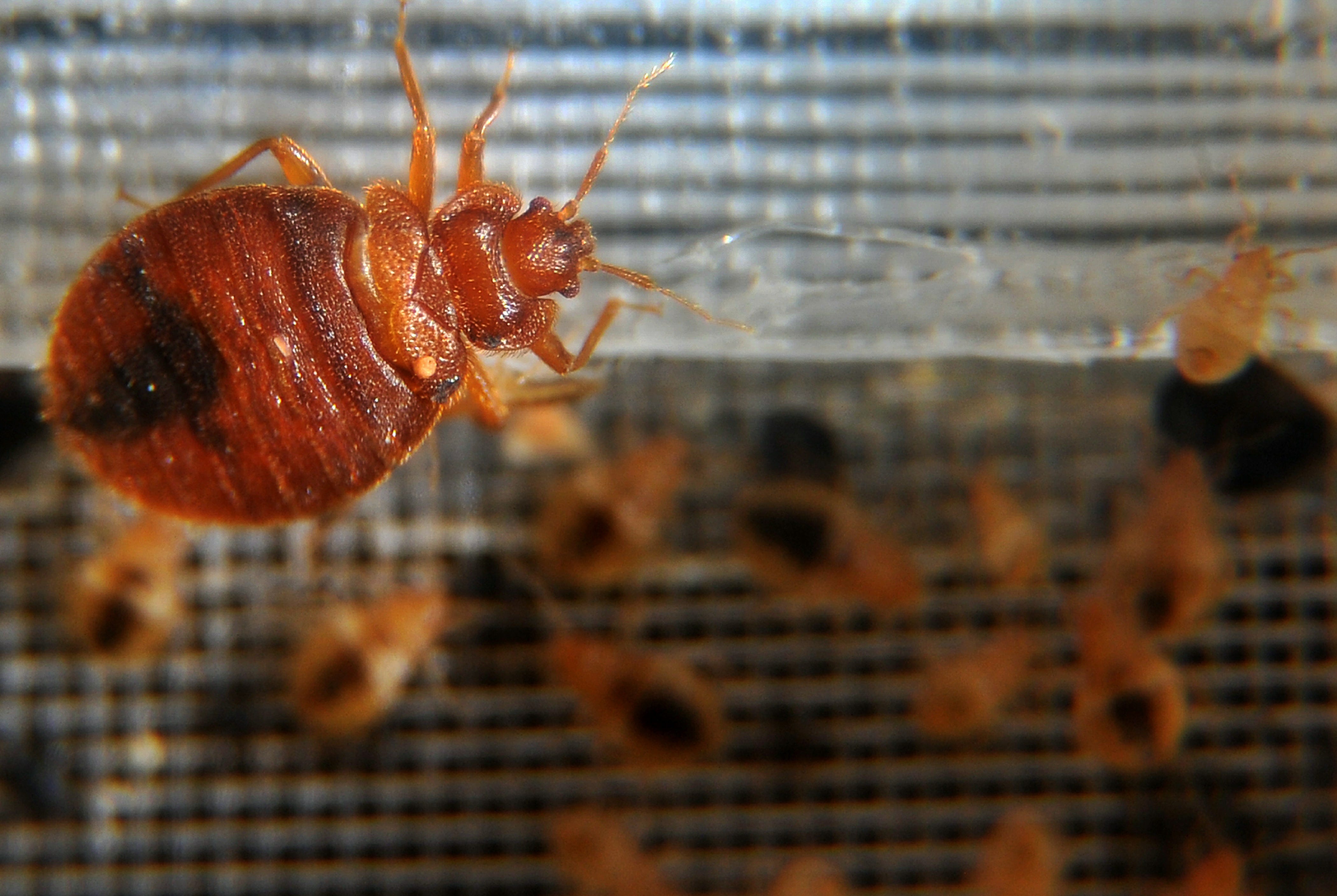 How You Get Bed Bugs What They Are And How To Get Rid Of Them   A90d96bd A5c0 4371 Ab65 3bb4b0ec5ba9 AFP US HEALTH BED BUGS.JPG