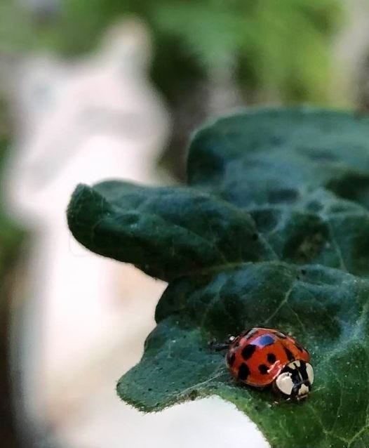 ladybugs in house in winter