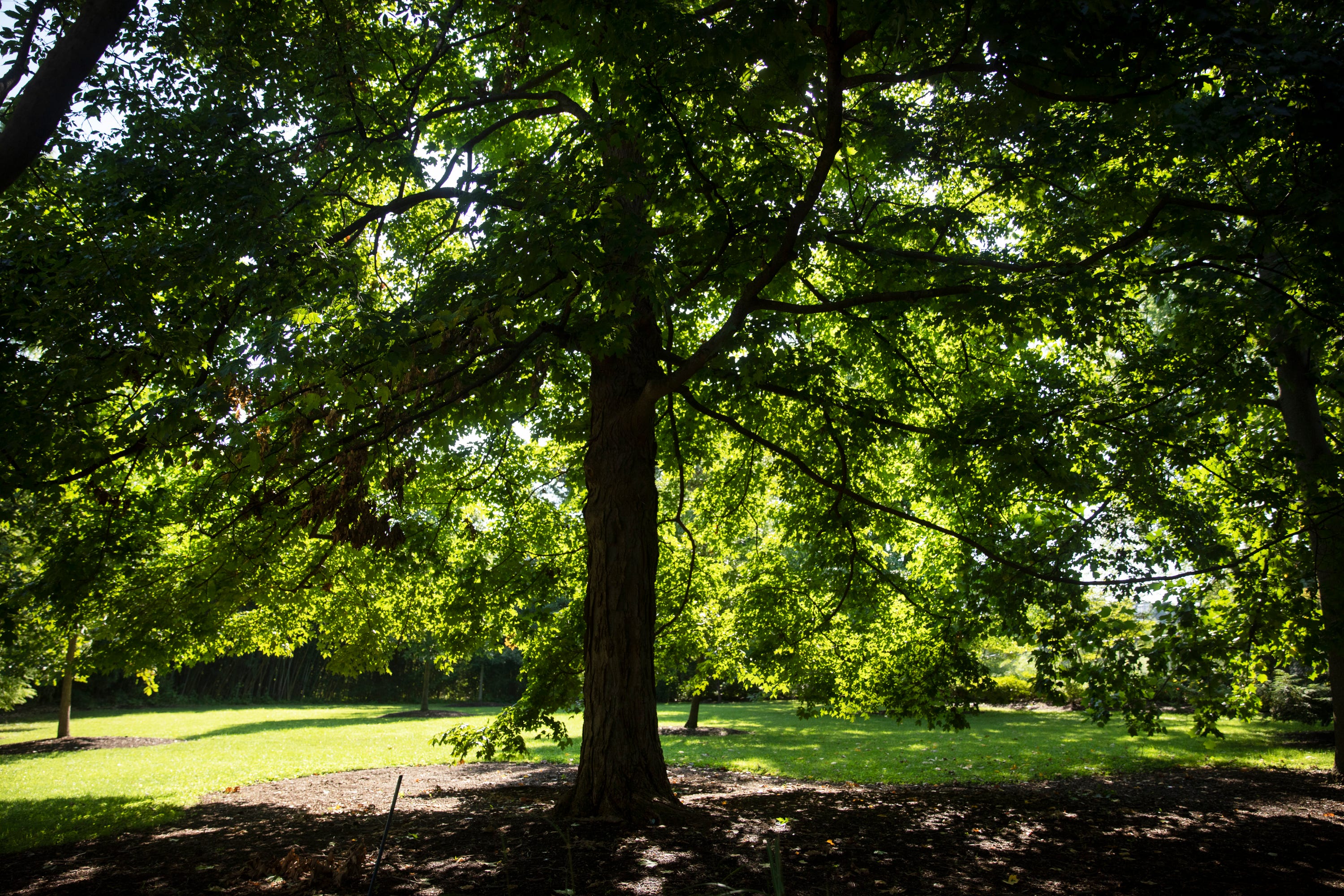 Secrets inside the botanical garden: Cincinnati Zoo's 'other half'