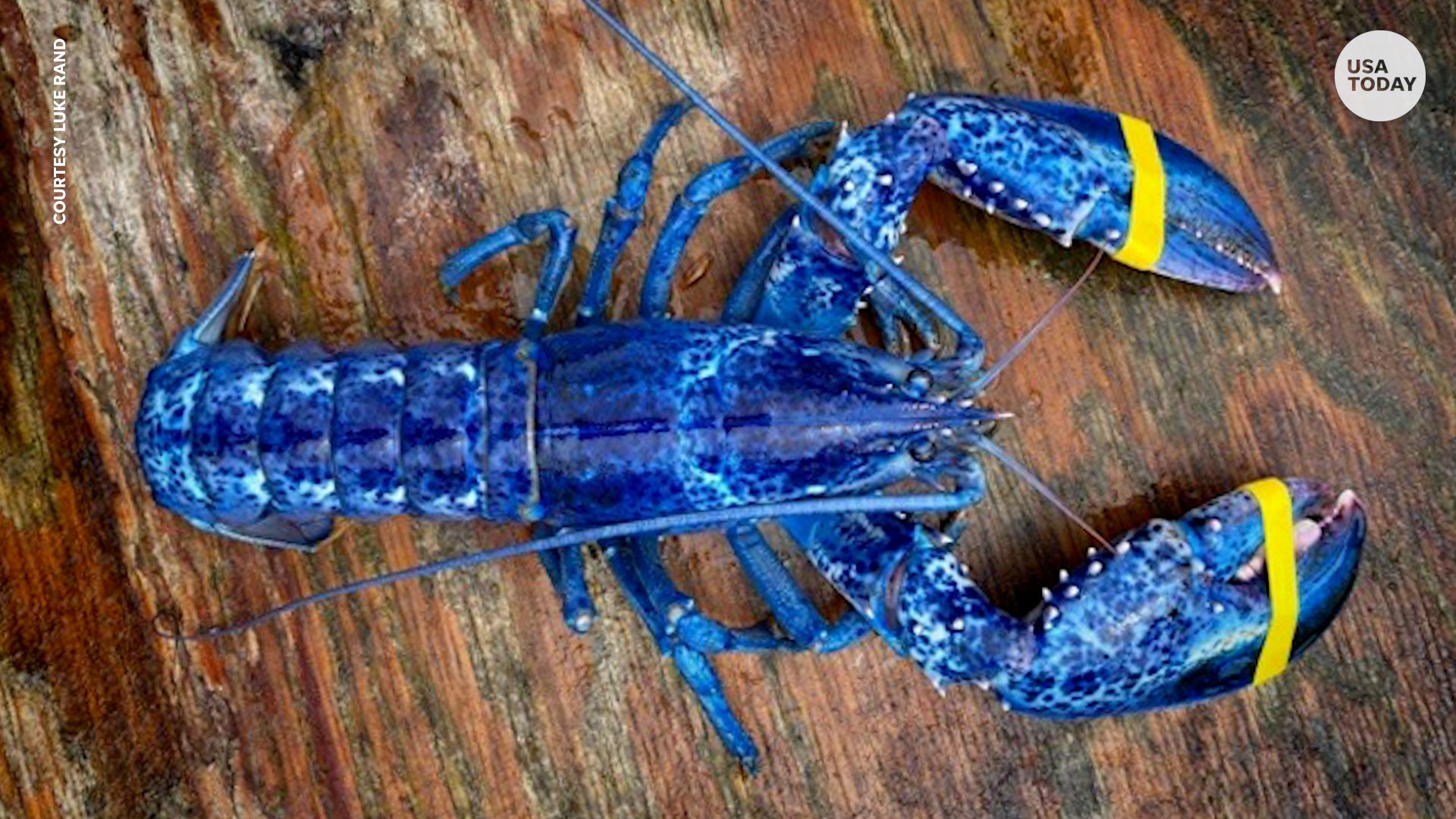 Rare+Blue+Lobster+Caught+in+Maine+Waters