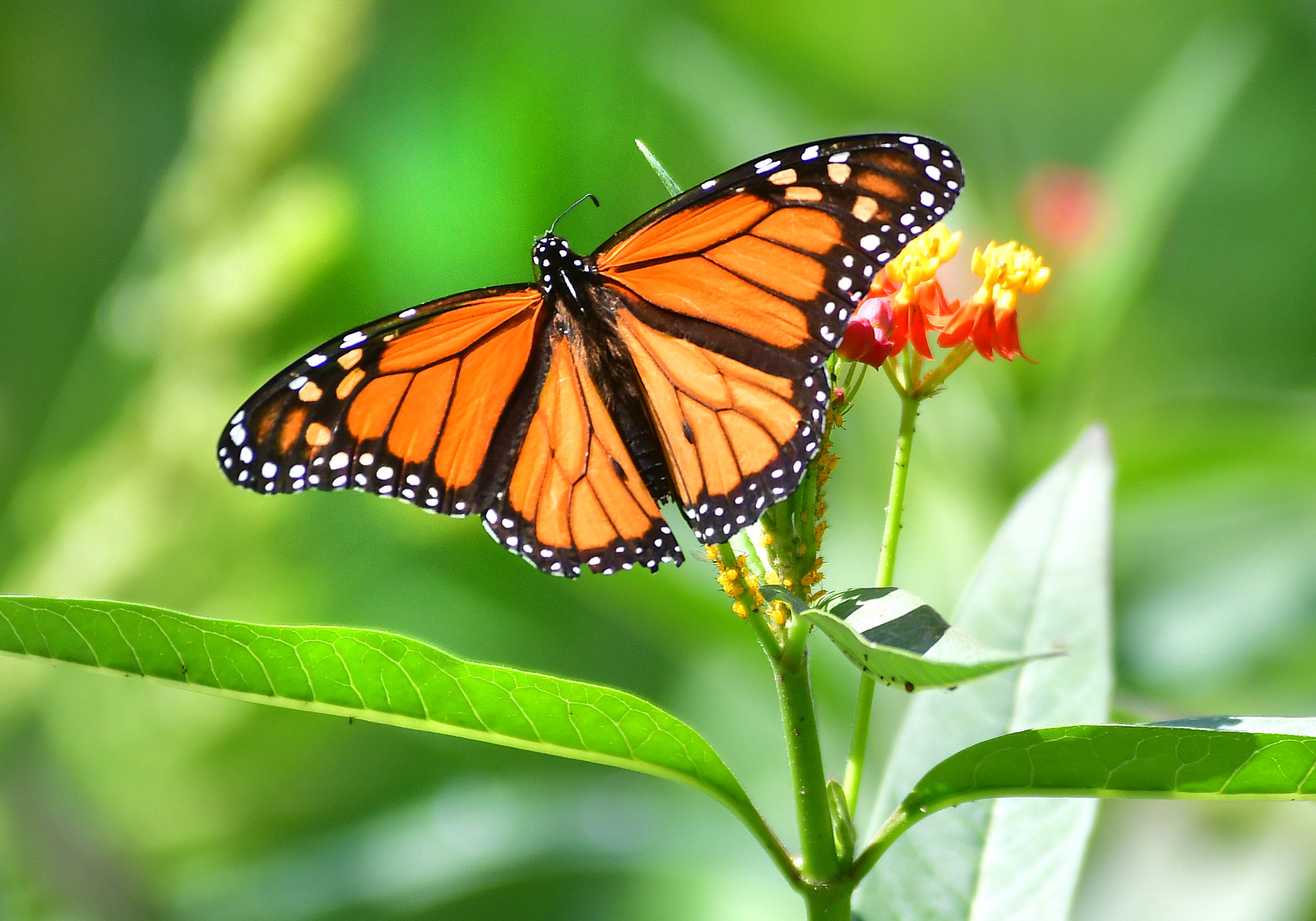 monarch butterfly migration map 2022