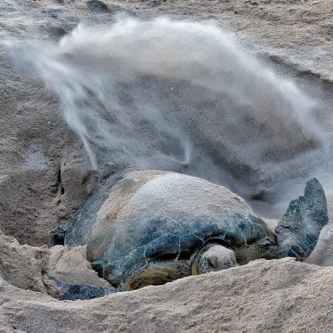 An endangered green sea turtle throws sand as she 