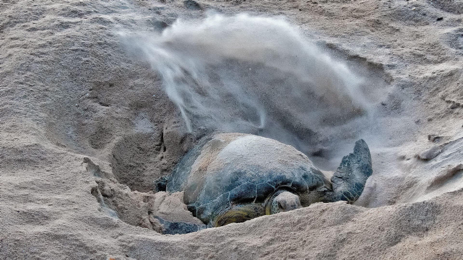 sea turtle digging nest