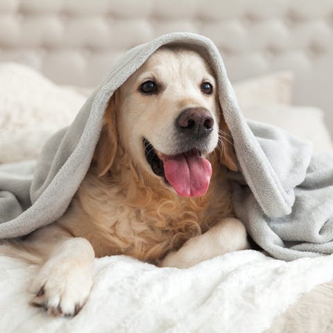 Happy smiling young golden retriever dog under lig