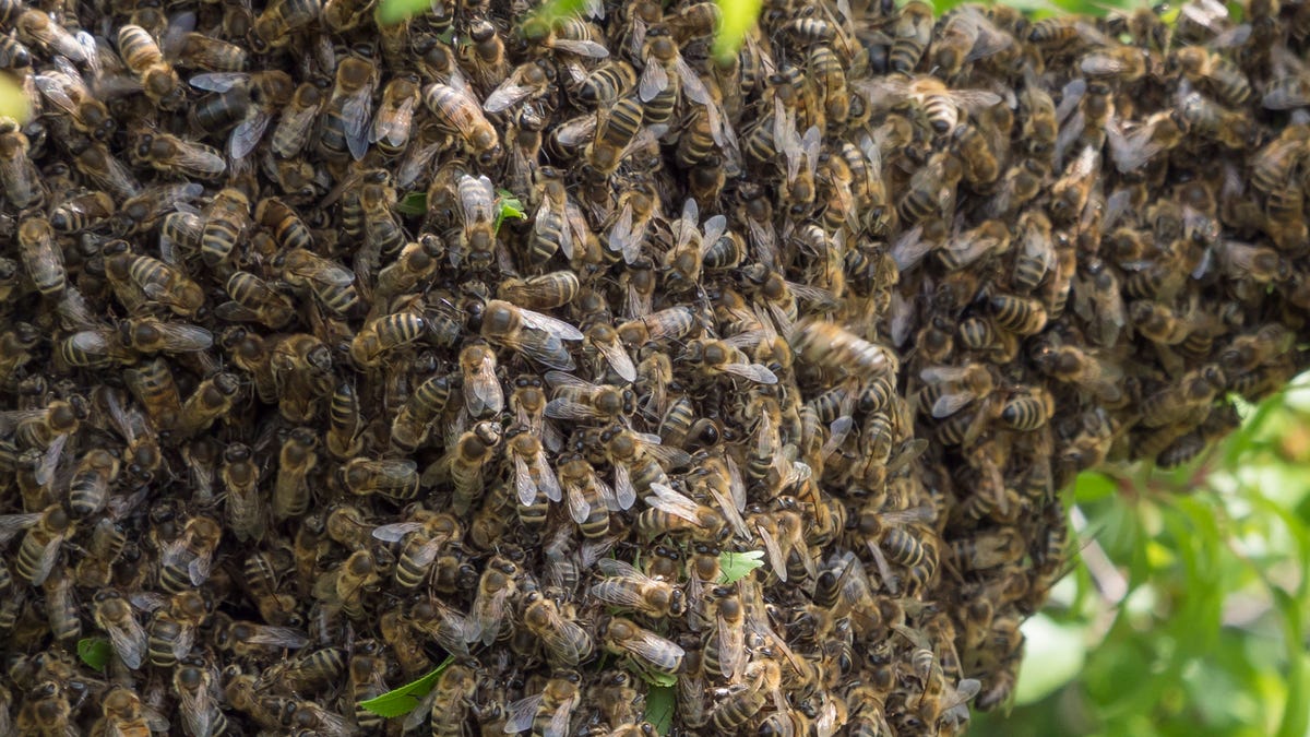 Close up wild hive with cluster or swarm of bees on tree branch.