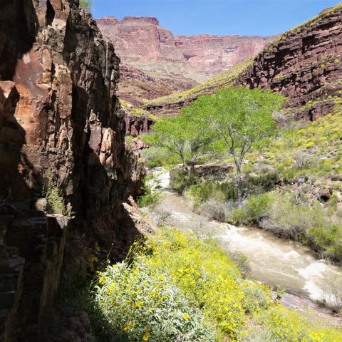 The Grand Canyon's Thunder River Trail and Tapeats