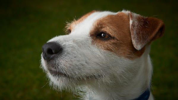 Portrait of Jack Russell Parson Terrier pet dog ou