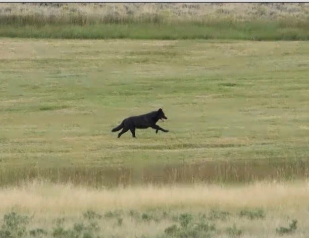 Colorado Wolf Reintroduction Report Seeks To Help State Avoid Pitfalls