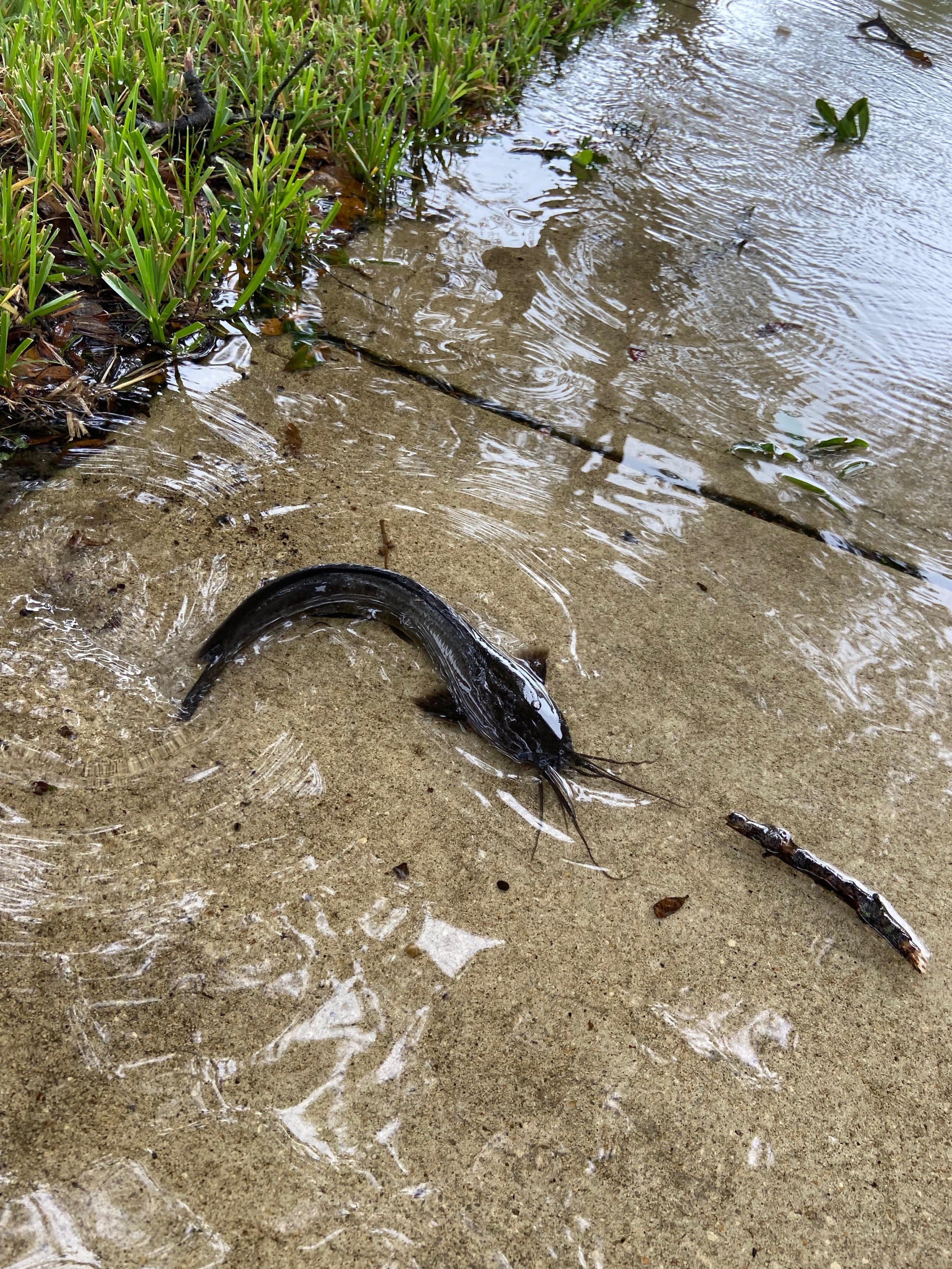 walking catfish on land