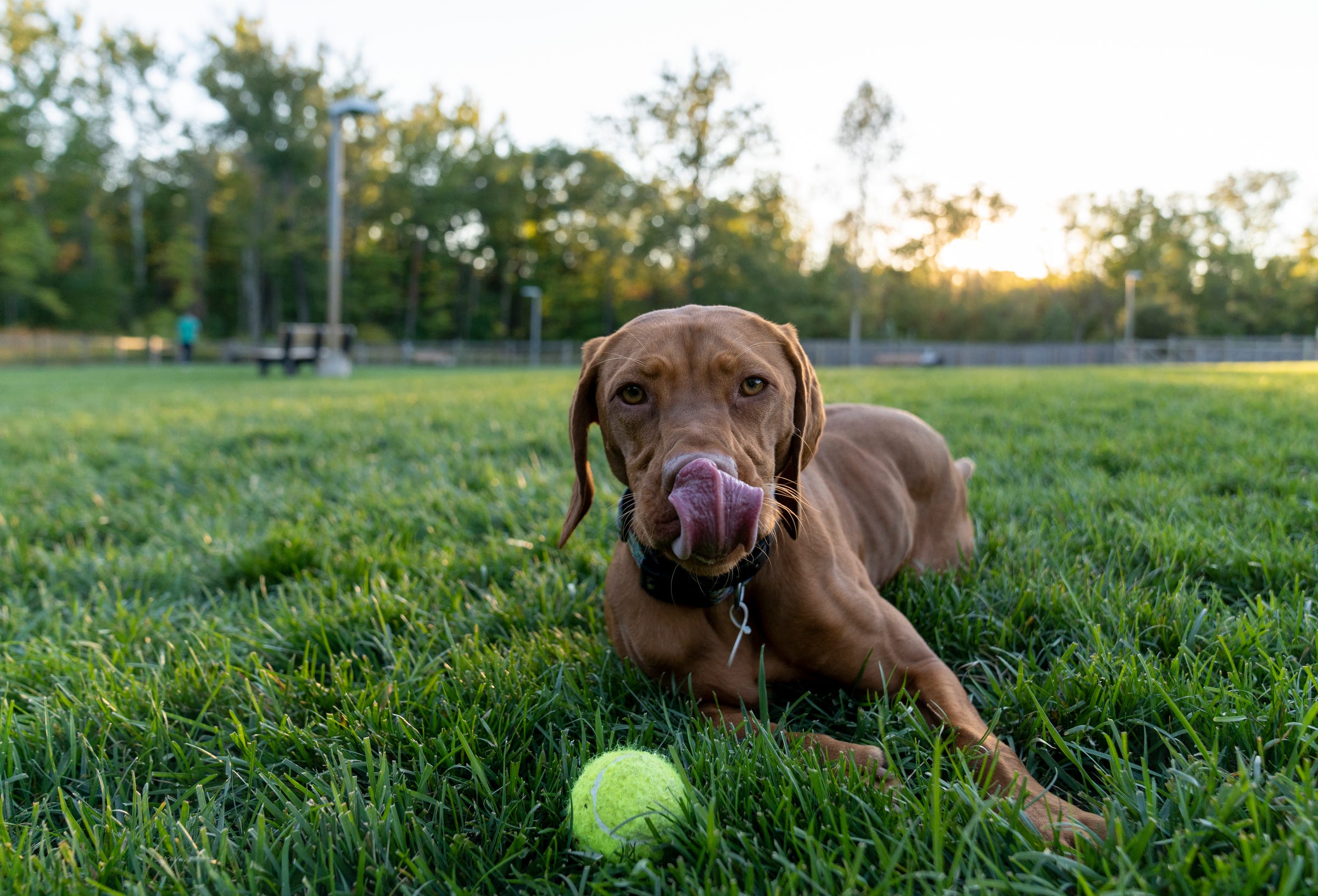 do indoor dog parks exist