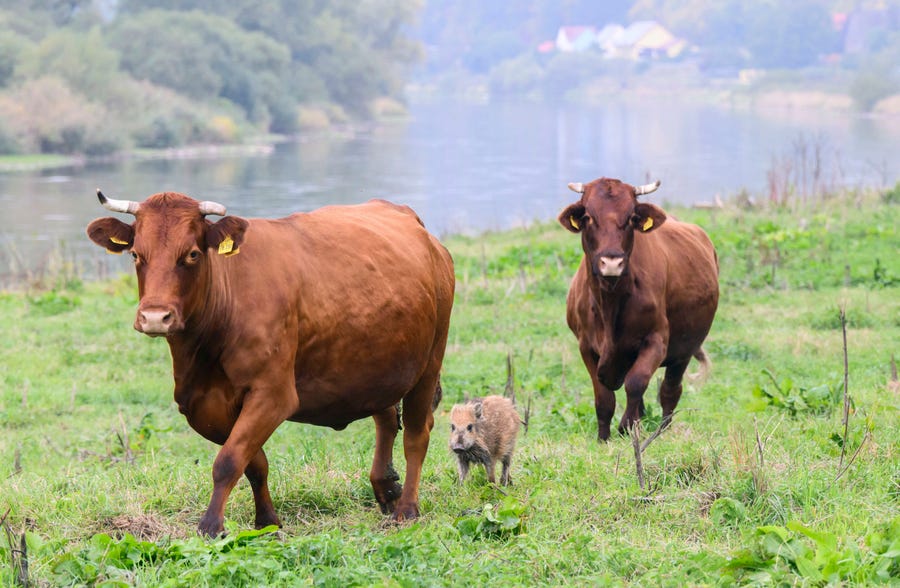 Wild boar "Frida" runs between two cows on a pasture near the river Weser in the district of Holzminden, Germany, Thursday, Sept. 29, 2022. A cow herd in Germany has gained an unlikely following, after adopting a lone wild boar piglet. Farmer Friedrich Stapel told the dpa news agency that he spotted the piglet among the herd in the central German community of Brevoerd about three weeks ago. It had likely lost its group when they crossed a nearby river. (Julian Stratenschulte/dpa via AP)