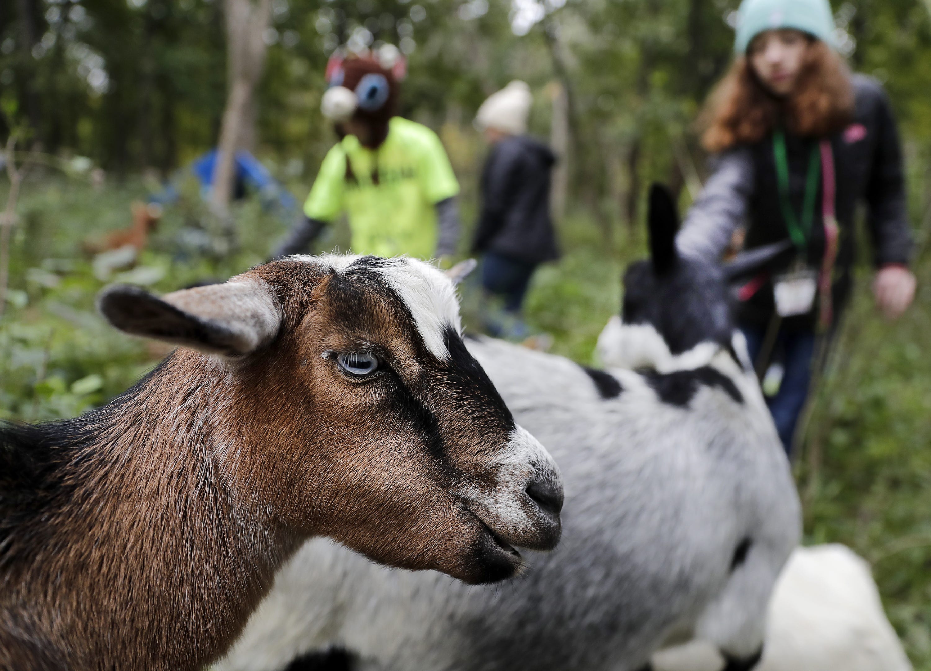 Wisconsin Uses Goats To Manage Invasive Species Buckthorn, Honeysuckle