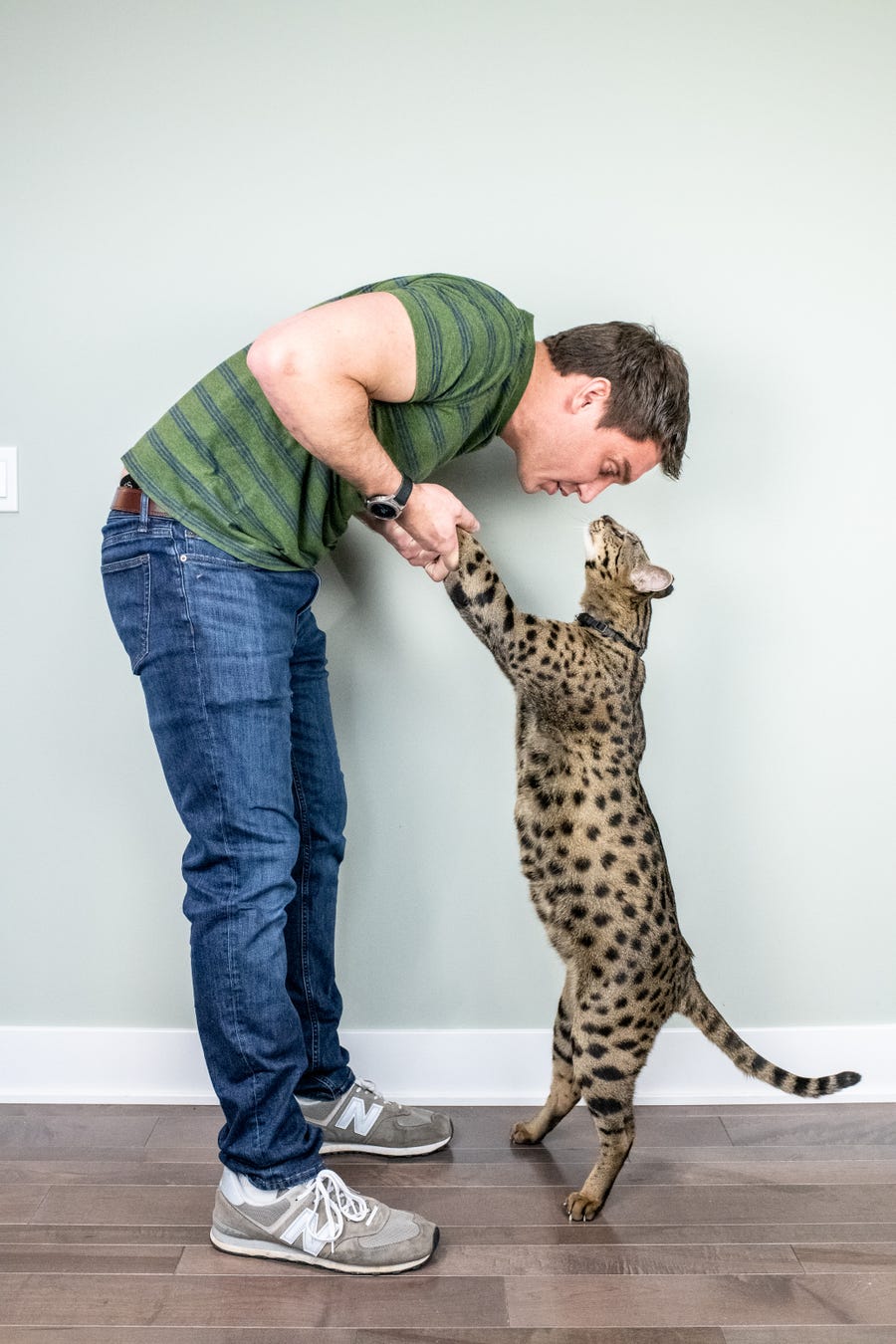 Fenrir Antares Powers, the tallest living domestic cat. The cat measures 47.83 centimeters and was verified in Farmington Hills, Mich. on Jan. 29, 2021.