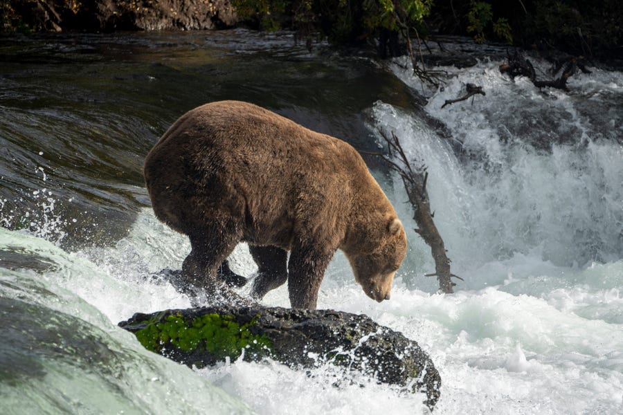 Bear 856 is one of the 12 bears in Alaska vying for Katmai National Park and Preserve's 2022 Fat Bear Week crown.