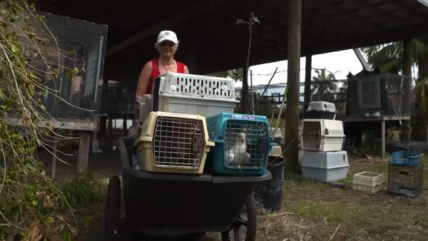 Rescuers rush to Florida to save animals