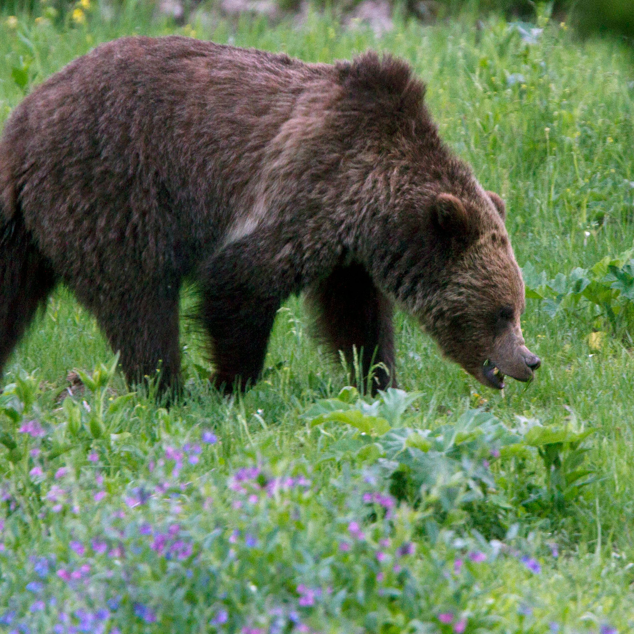 In this July 6, 2011 file photo, a grizzly bear roams near Beaver Lake in Yellowstone National Park. Opponents of grizzly bear hunts planned in Wyoming and Idaho are asking a judge to further delay hunting while he considers a request to restore federal protections for the animals.