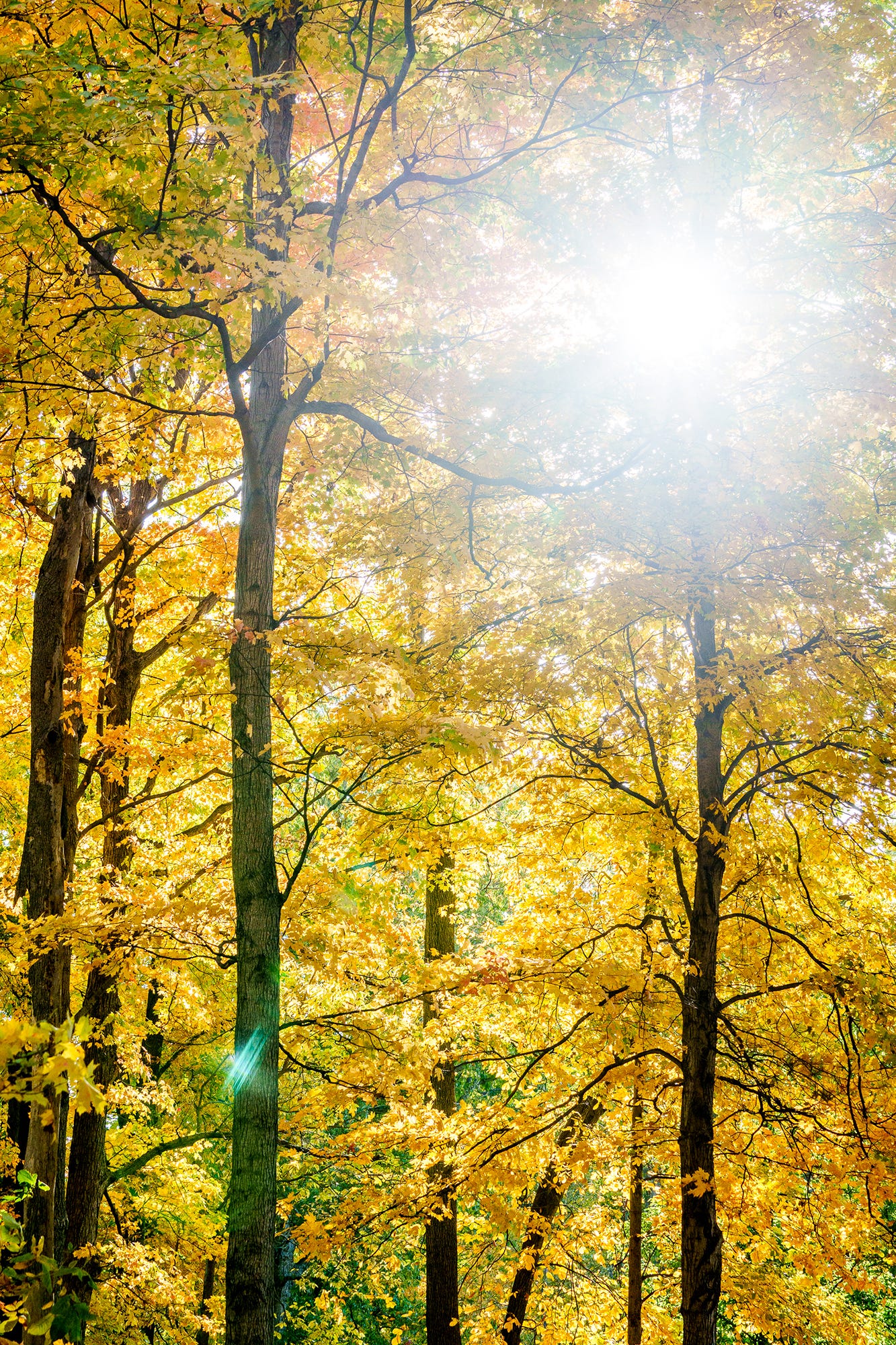 Indiana fall leaves When, where colorful foliage will peak statewide