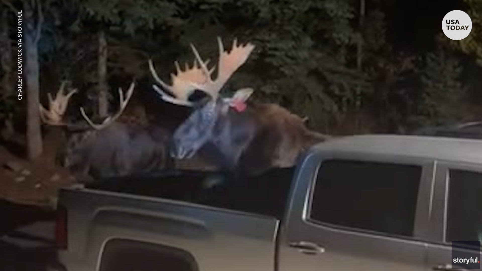 Moose Lands In Back Of Pickup Truck While Fighting In Colorado   73c7076d F881 41b3 83c7 A65167793419 Moose Fight 