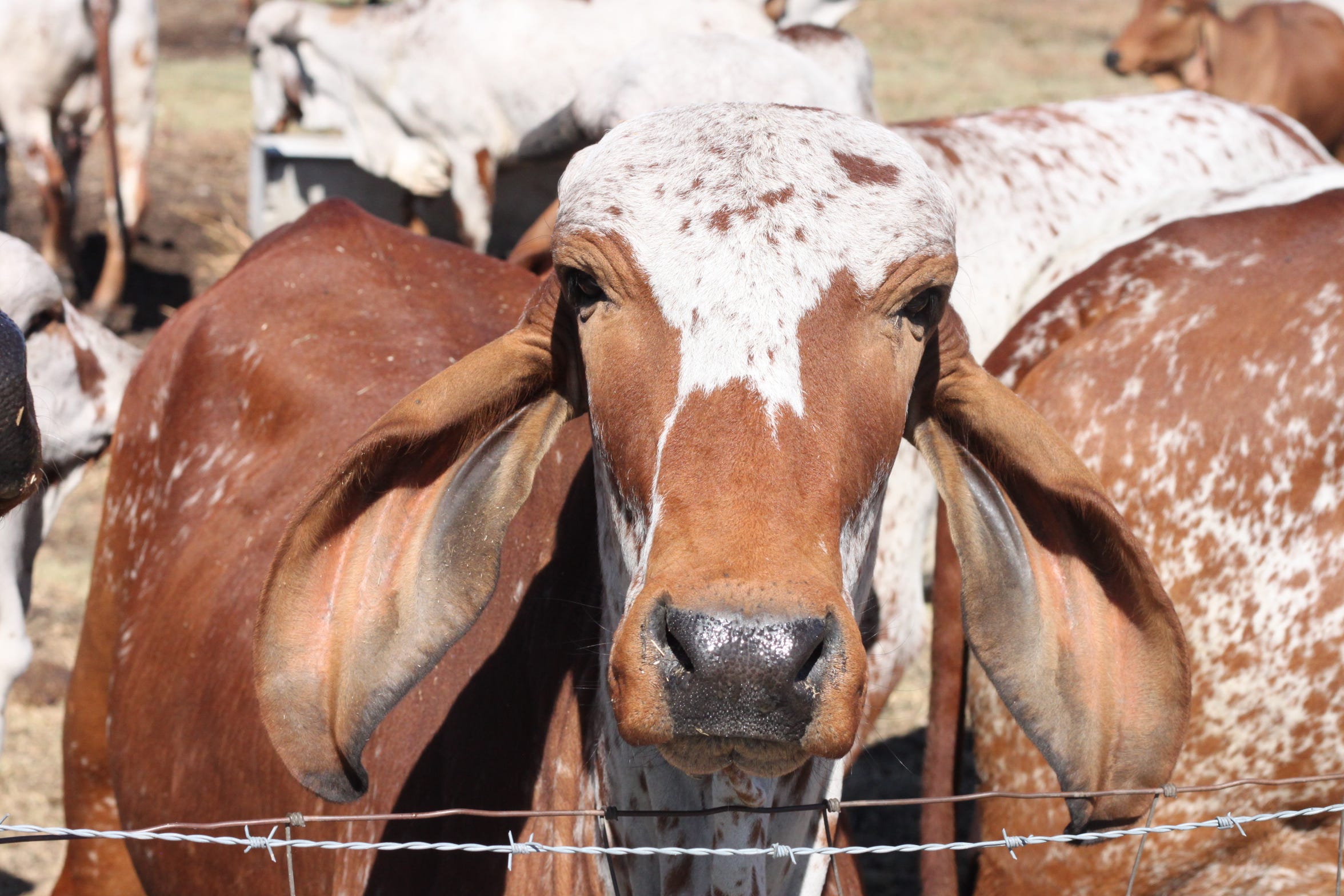 gangsta cow