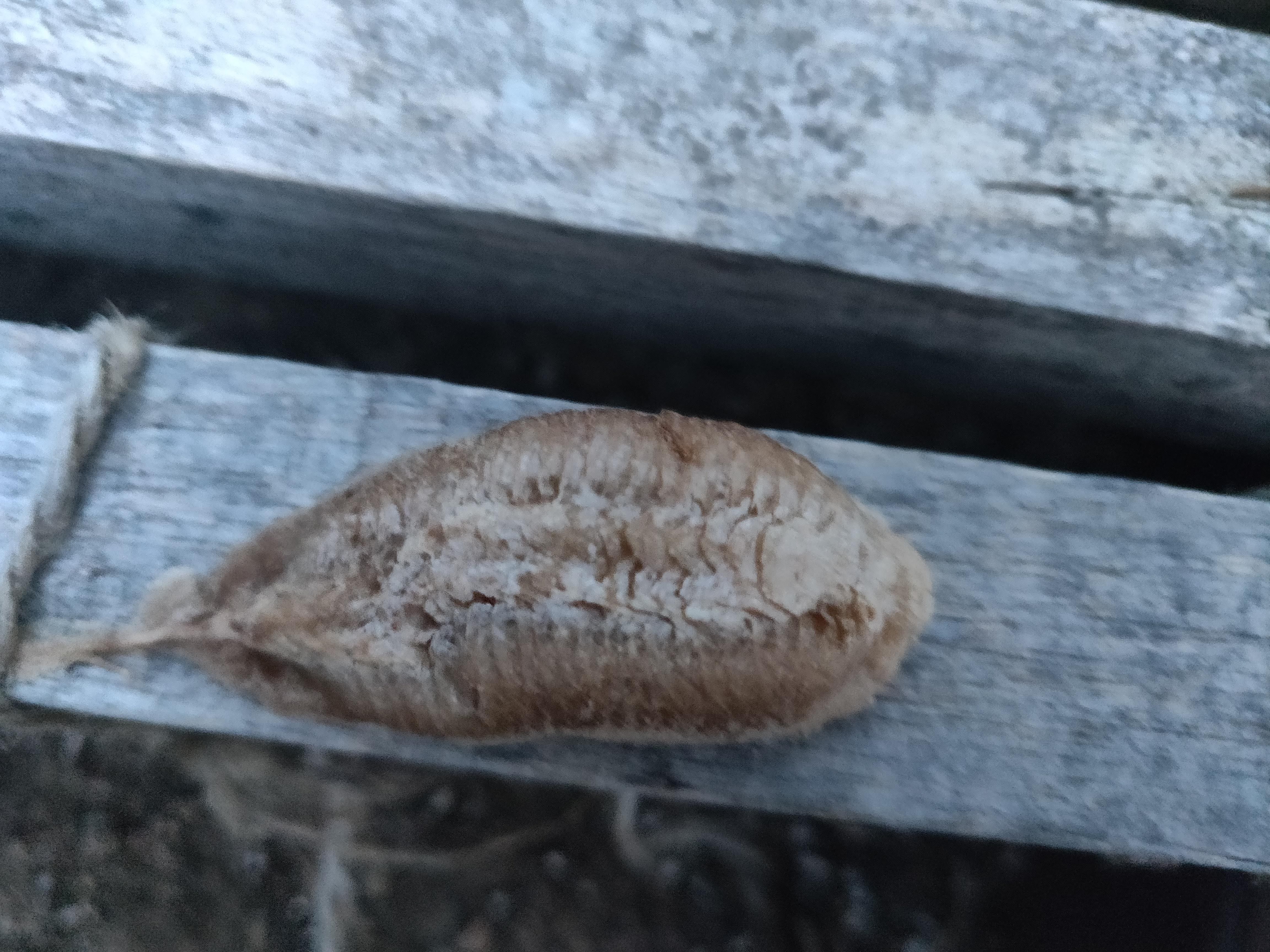 Finding Praying Mantis Egg Cases In The Fall Is Easier After Frost   Aaa3c46c 91df 495c 88b4 B54a04ae05b3 Mantis Egg Case Close Up 