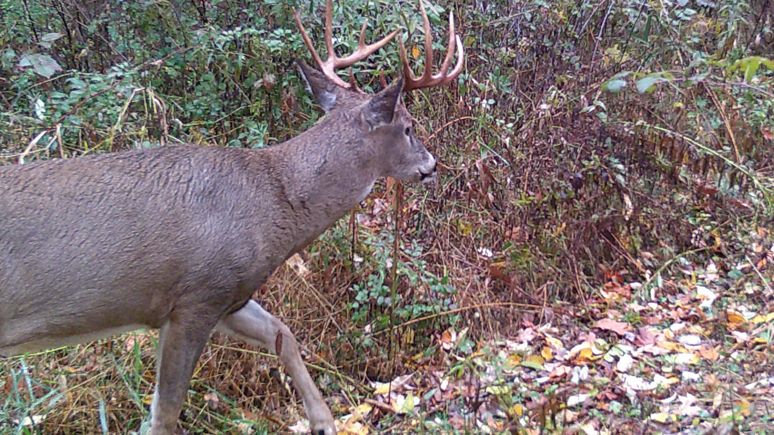 Successful 20 years of antler point restrictions in PA