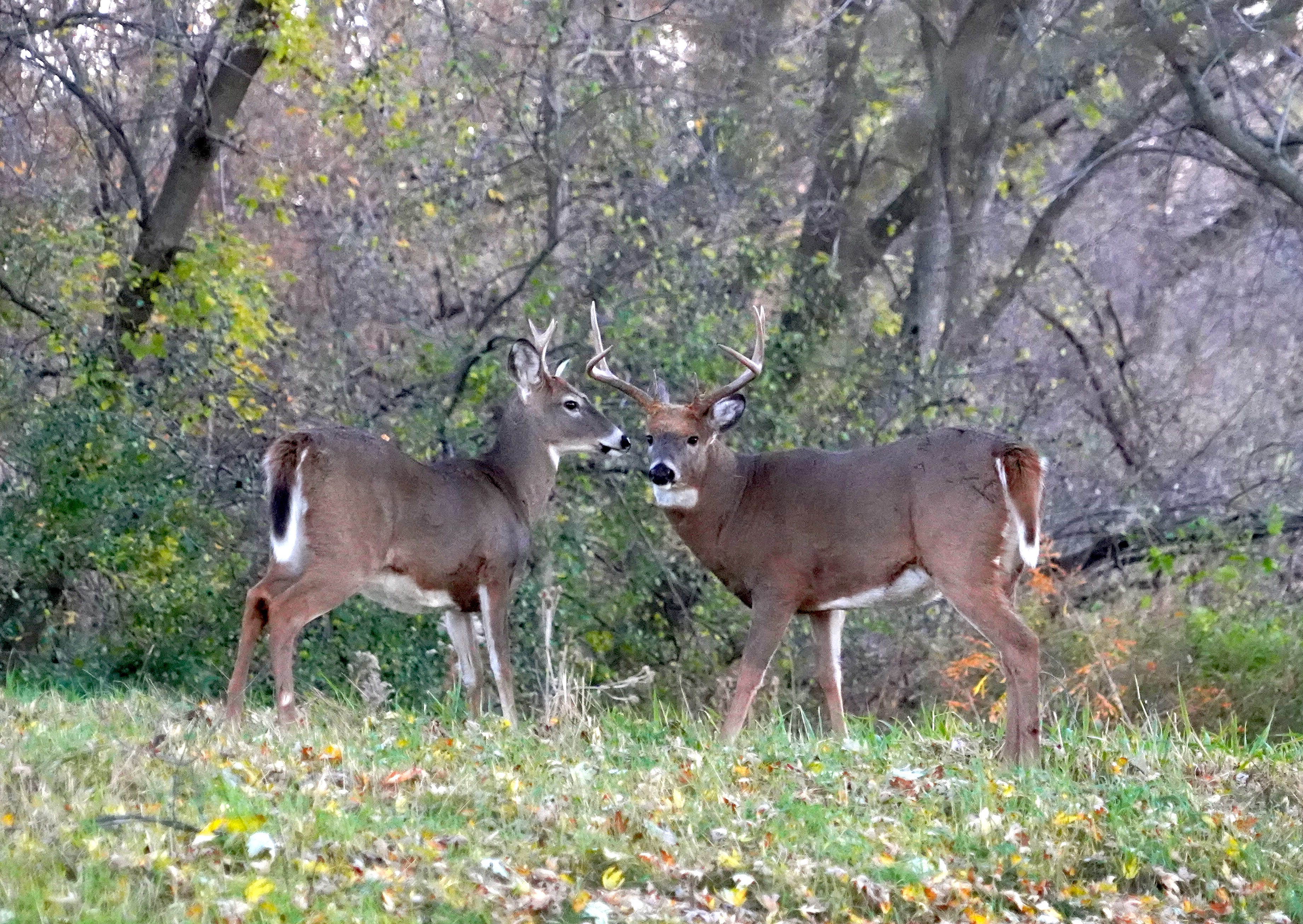 white tailed deer buck and doe