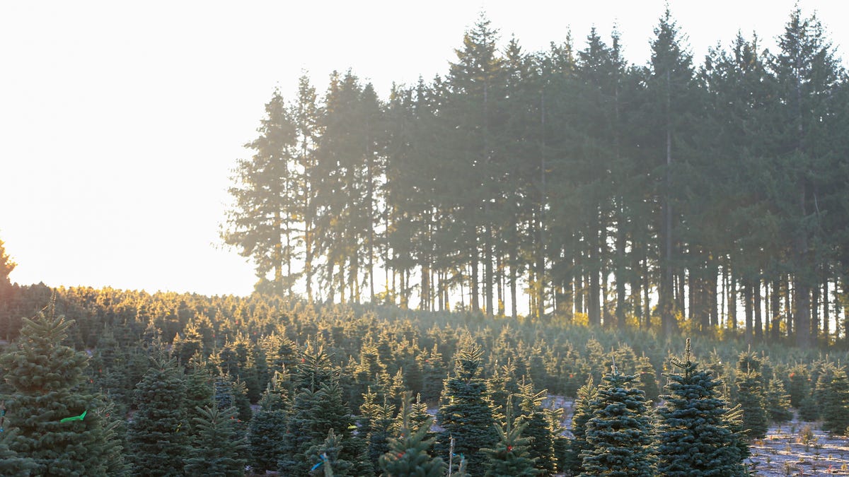 PHOTOS Silver Bells Christmas Trees harvesting Christmas trees