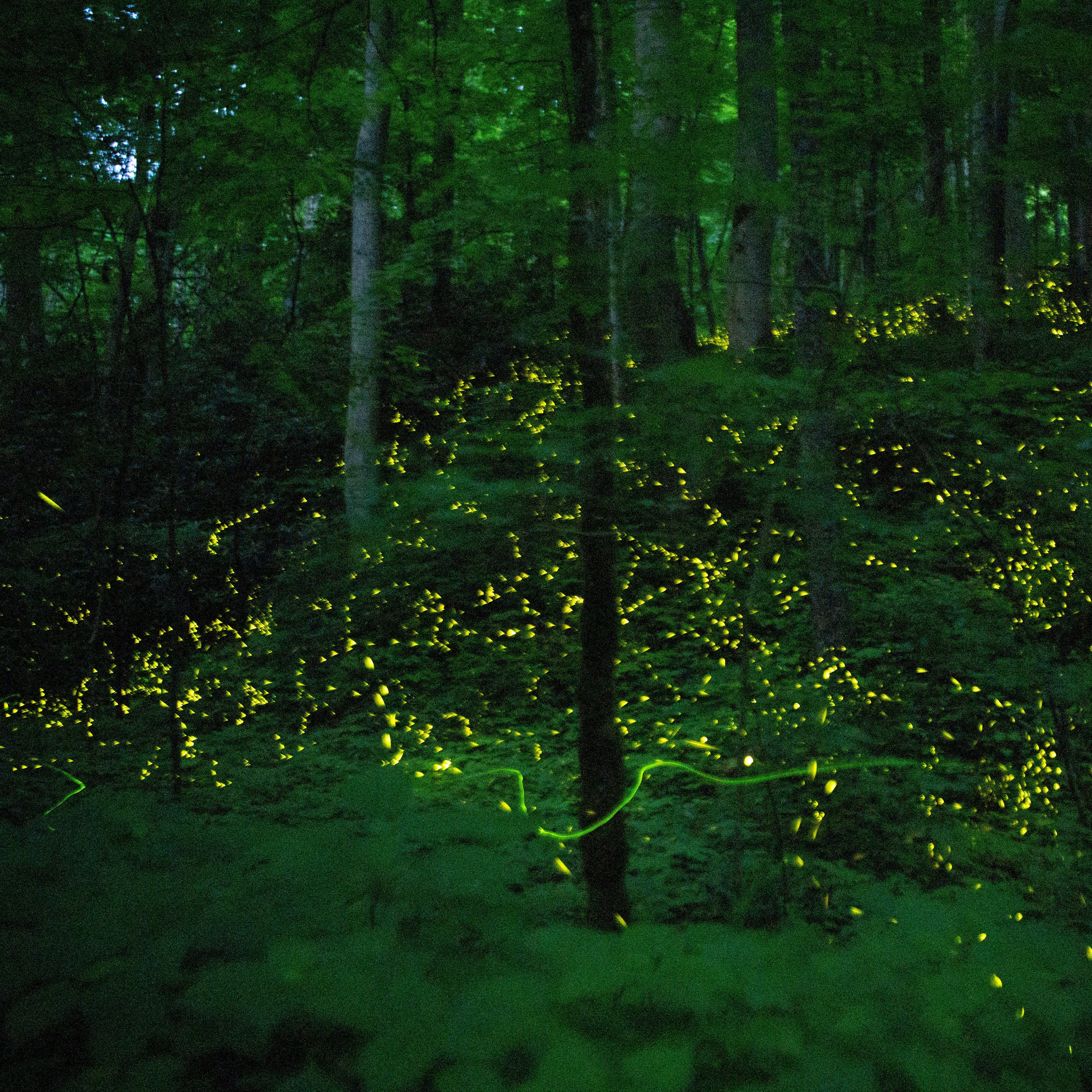 The synchronous fireflies at Elkmont on Wednesday, June 8, 2022. 