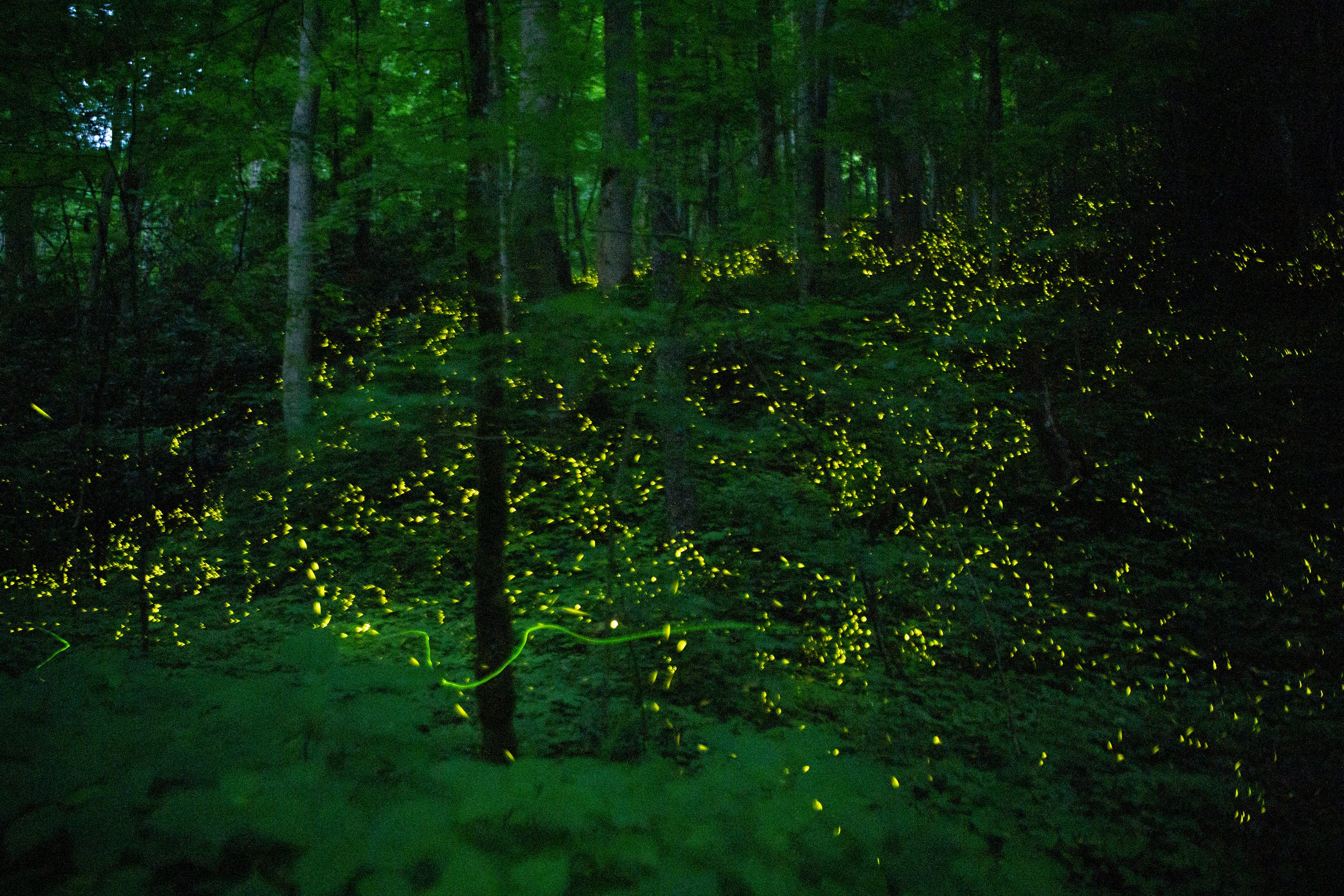 are-fireflies-going-extinct-why-lightning-bugs-may-soon-flicker-out