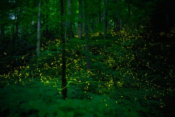 Are fireflies going extinct? Why lightning bugs may soon flicker out.