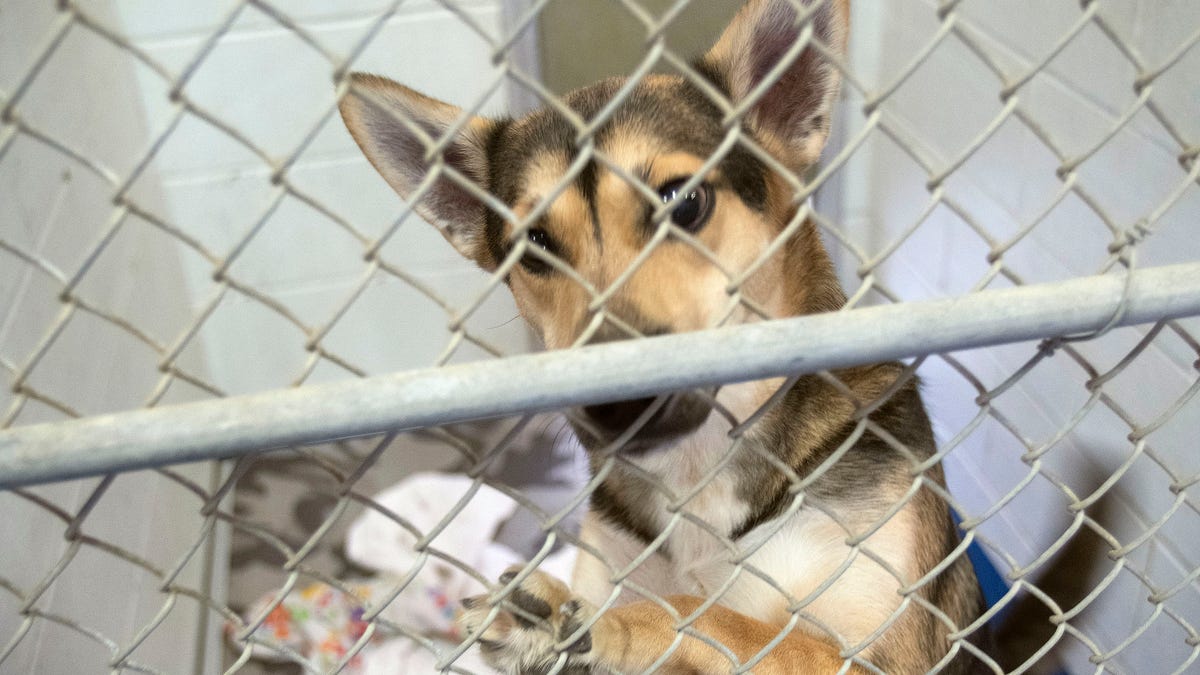 Google Voice scam at Escambia County animal shelter targets lost pets