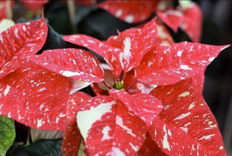 How To Select And Care For Poinsettias During The Holidays