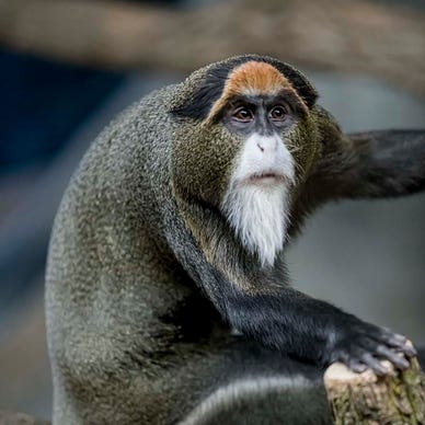 De Brazza's Monkey Born at the Zoo - Milwaukee County Zoo