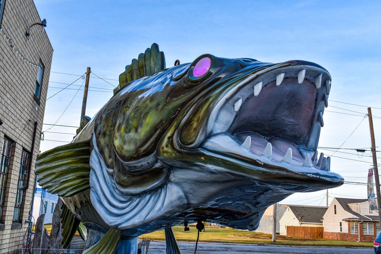 walleye pictures