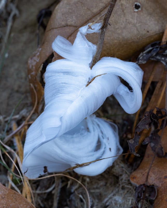 Delicate frost flowers are nature's answer to ice sculptures