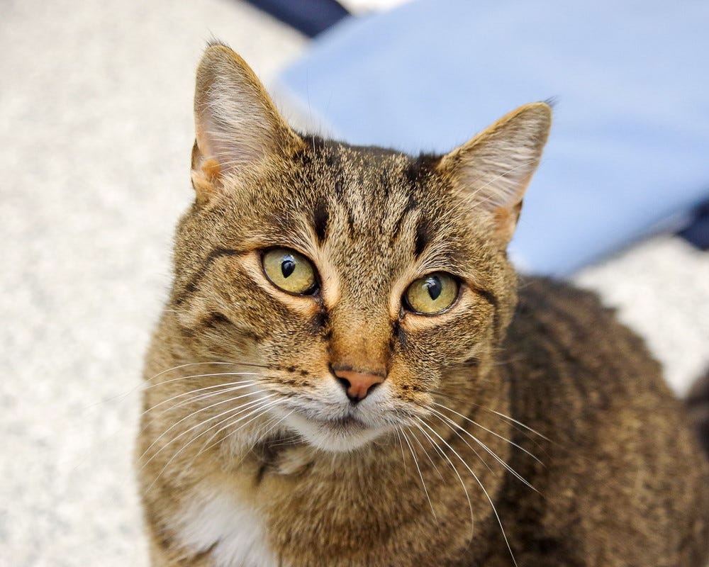 3 years after he went missing, Scituate woman reunited with pet cat Gus